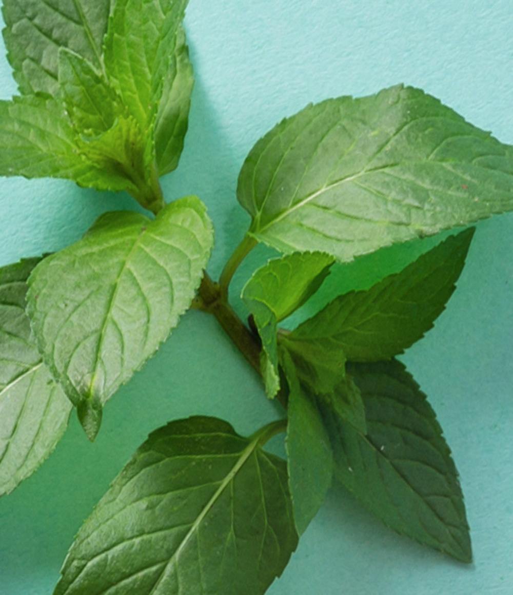 Sweet Mint Lip Balm